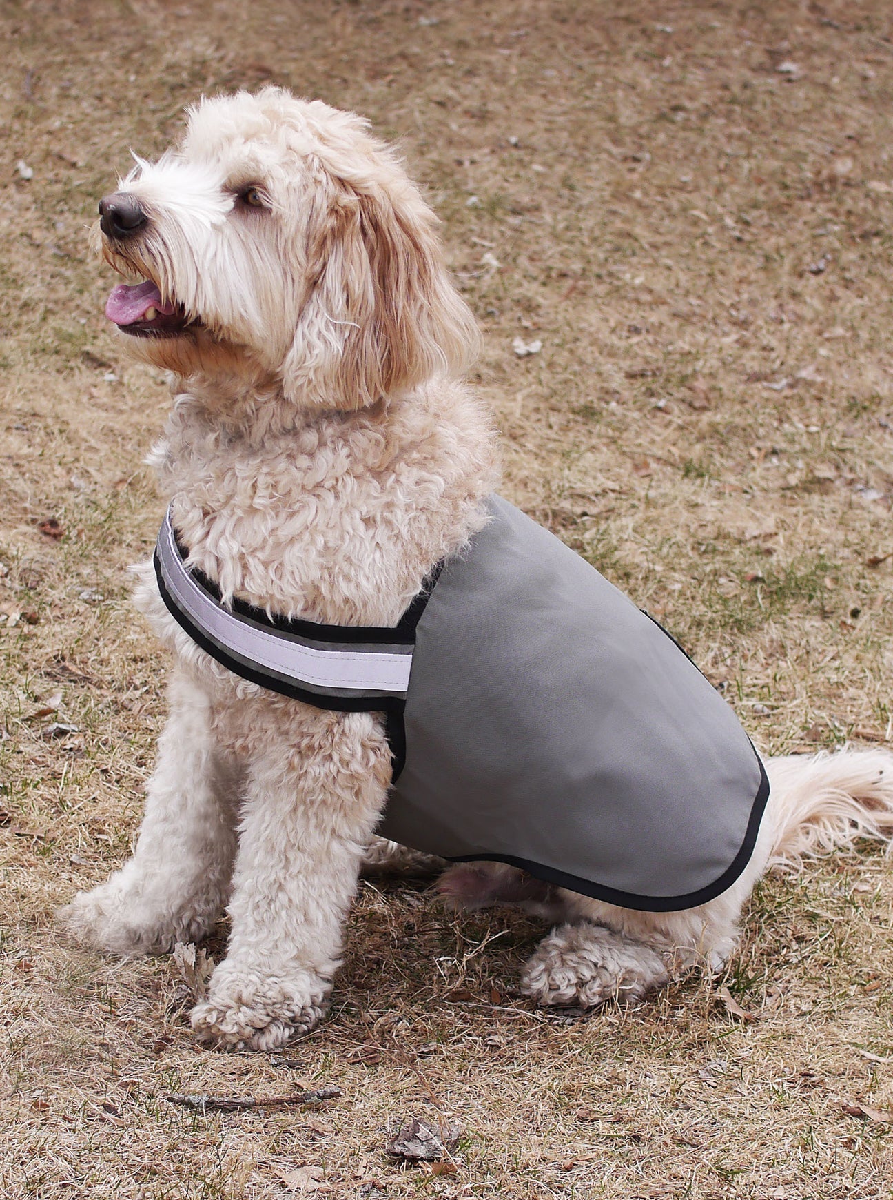 Light tan colored dog with shaggy fur wearing a gray-olive green tick-repelling dog vest with 3M reflective visibility tape. Dog vest made in Maine by Dog Not Gone.