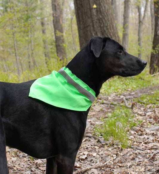 Black short hair dog wearing a tick-repelling collar kerchief