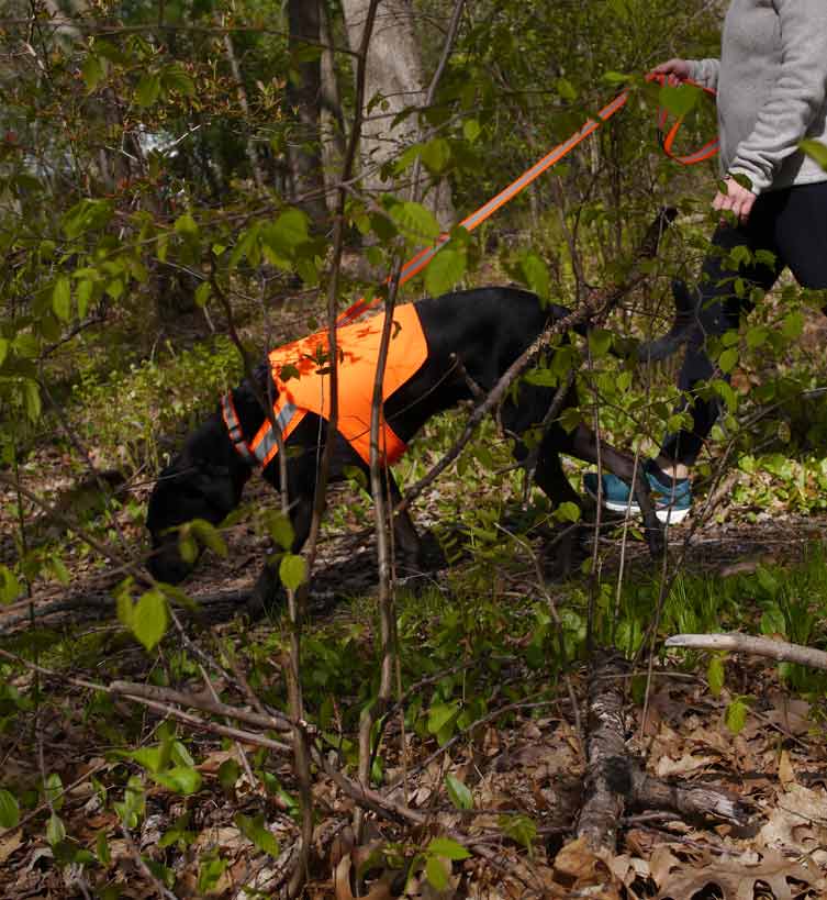 Tick Repelling SAFETY Dog Vest - VERY LIMITED SUPPLIES