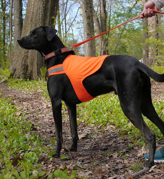 Tick Repelling Sport Dog Vest - SMALL ONLY