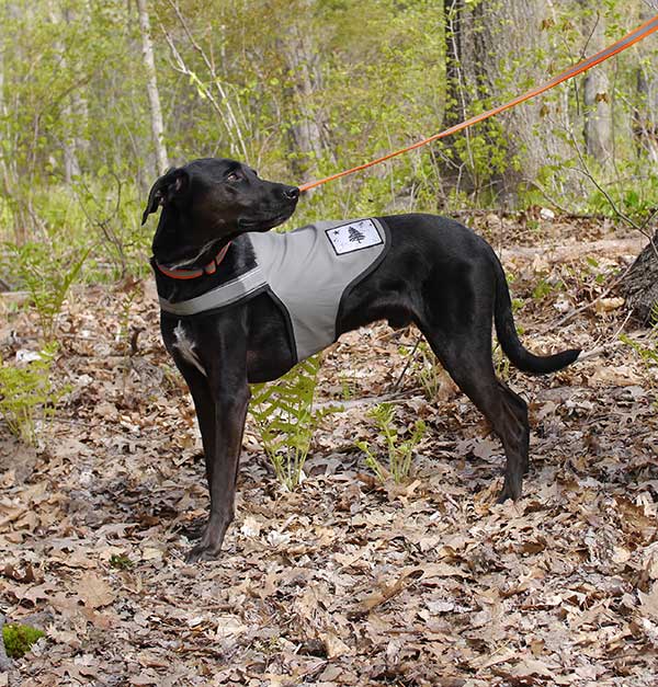 Black short-hair dog wearing a gray-olive green tick-repelling dog vest with 3M reflective visibility tape and embellished with a 1901 Maine Flag distressed patch. Dog vest made in Maine by Dog Not Gone.
